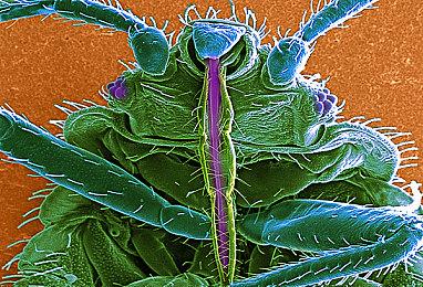 开放世界生存FPS《Karagon》上架steam 支持中文20%优惠中